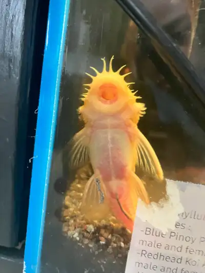  Full grown adult bristle proven breeding pair , View more