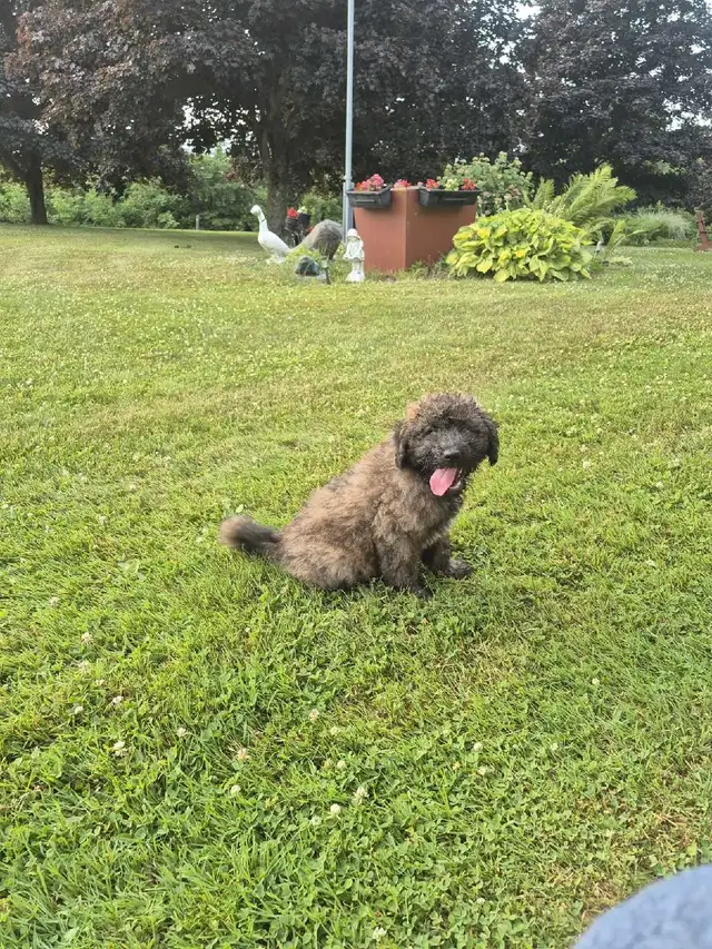 Shepherd/Rotti mix Poodle puppy for rehoming in Dogs & Puppies for Rehoming in Hamilton - Image 5