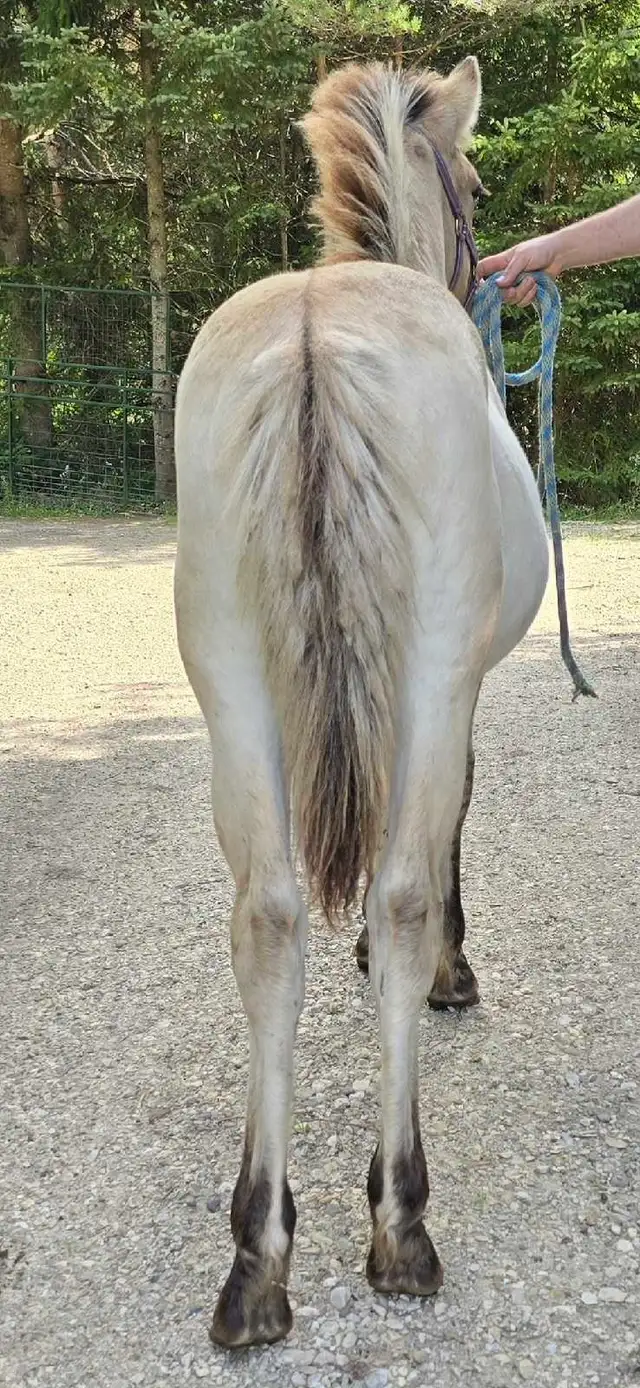 Registered Norwegian Fjord Colt in Horses & Ponies for Rehoming in Owen Sound - Image 5