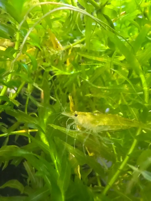 Yellow neocaridina x10 in Fish for Rehoming in City of Montréal - Image 2