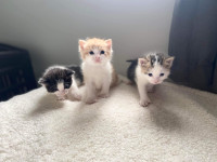 3 Polydactyl Kittens For Rehoming! Easter Babies