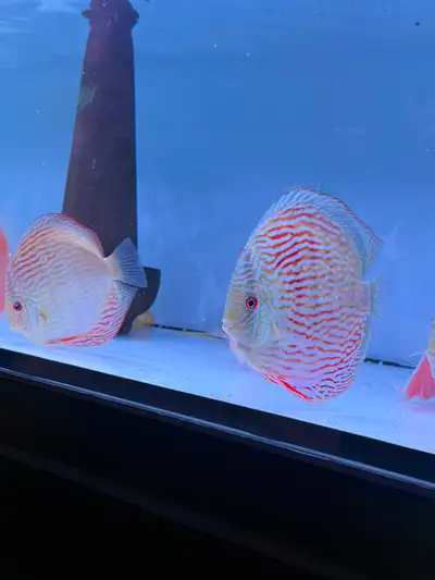 High quality discus shippment  arrived at auspicious aquarium, View more