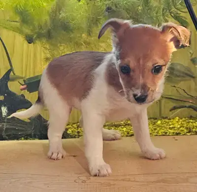 black and tan, male(SOLD) Pics 1&2- brown & white, male tricolor white, male(SOLD) brown, female(SOL...