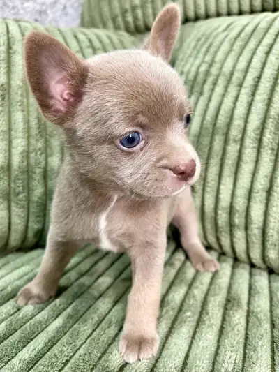 Bouledogues français croisés mini Poméraniens ! (FRENCH POMERDOG) Poids Adulte entre 13-18 lbs. Magn...