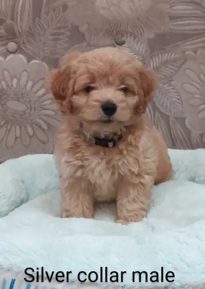Adorable Cockapoo Puppies, View more