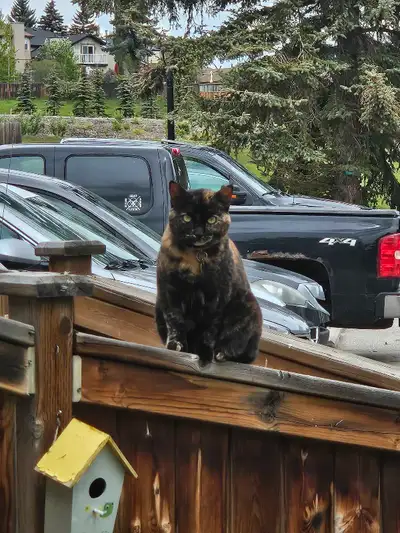 Please help us find our kitty. She is a very tiny (under 9 lbs ) tortoiseshell. She should be wearin...
