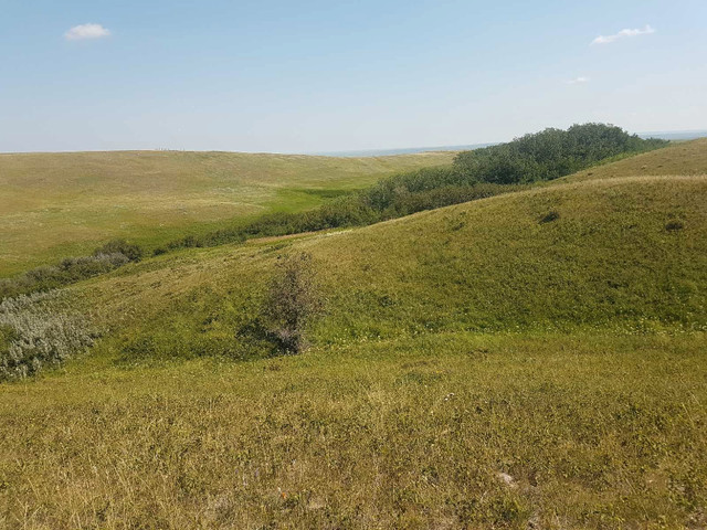 Grazing pasture grass for rent in Storage & Parking for Rent in Swift Current - Image 2