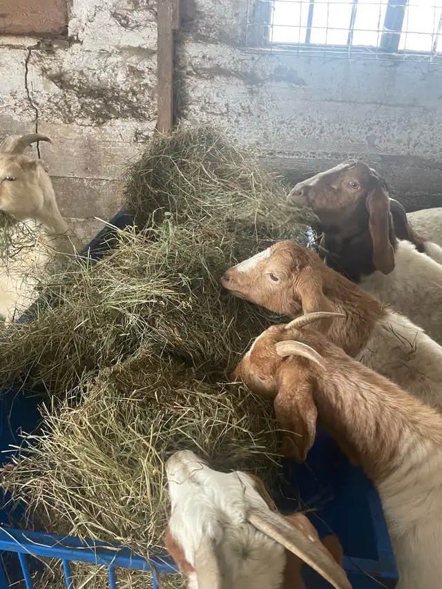 Boer goats in Livestock in Owen Sound - Image 3