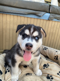 Only 2 Left! Siberian Husky Puppies looking for families to love
