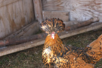 Tolbunt Polish Hens for sale, under 1 year old