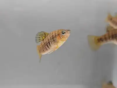 (Moving) Hump backed Limia , View more