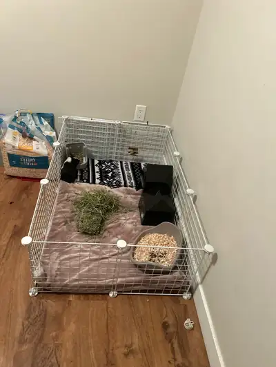 beautiful pair of Guinea pig , View more