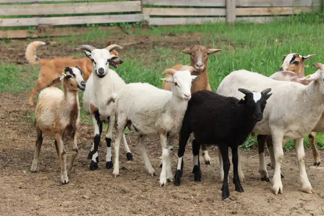 Painted Desert Ram Lambs in Livestock in Edmonton - Image 2