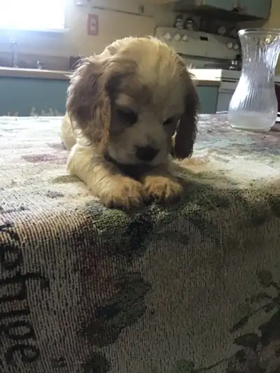 American cocker spaniel puppy’s    Cute and playful, View more