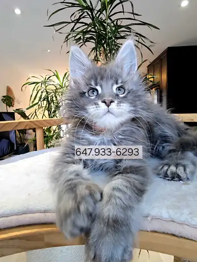 Rare Polydactyl  Smoke Maine Coon Male, View more