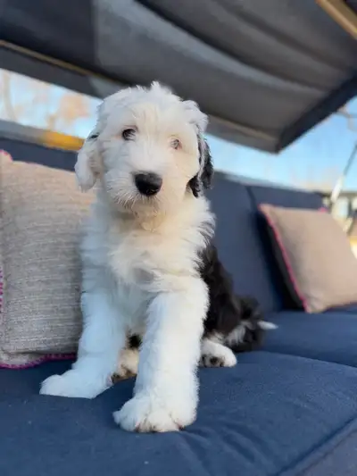 Old English Sheepdog Puppies, View more