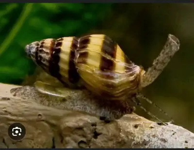 Selling two assassin snails. no longer needed since taking down my tank. $5 for both