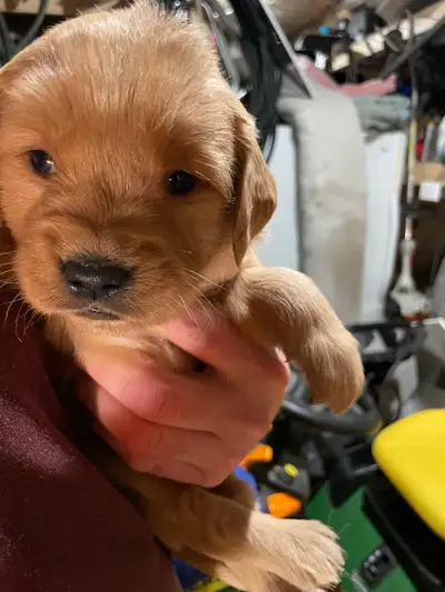 purebred  golden retriever puppies, View more