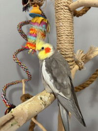 2 Male Cockatiels for Sale