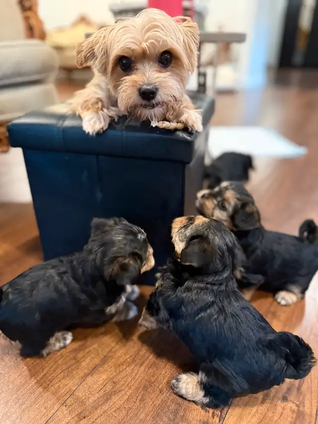 Yorkie/Biewer.. ONLY 2 Boys to go! (*See Note below) in Dogs & Puppies for Rehoming in Hamilton - Image 9