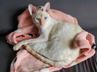 rex cornish mâle , View more