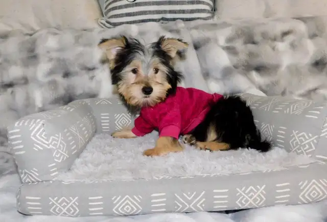 Tiny Toy Yorkie terrier puppy in Dogs & Puppies for Rehoming in City of Toronto - Image 4