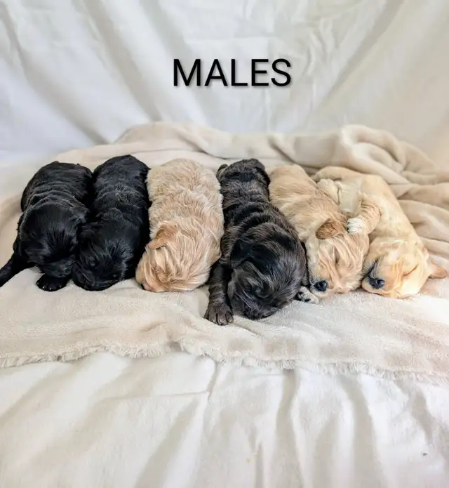 F1 MINATURE GOLDENDOODLE PUPPIES in Dogs & Puppies for Rehoming in Winnipeg - Image 5