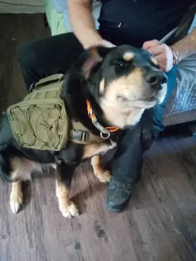 This OneTigris dog backpack is in great condition and ready for your furry friend's adventures! Desi...