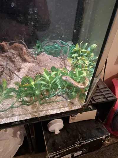 Adult corn snake, View more