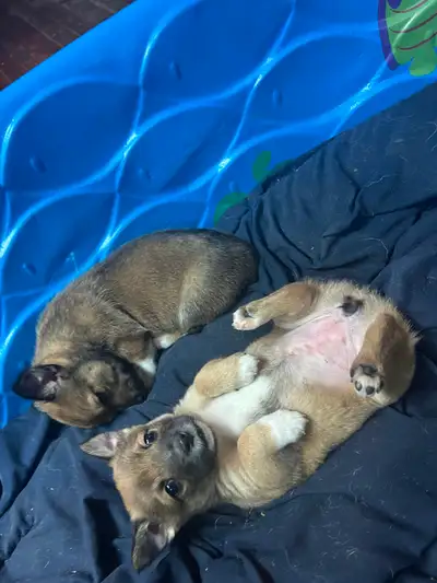 Corgi / collie  pups, View more