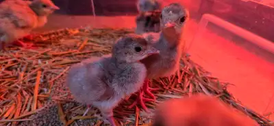 Day old Turkey Poults, View more