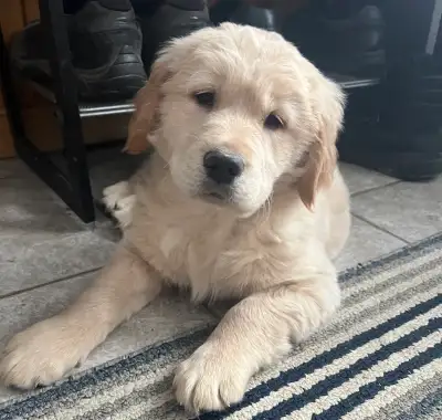 Chiot Mâle Golden Retriever, View more