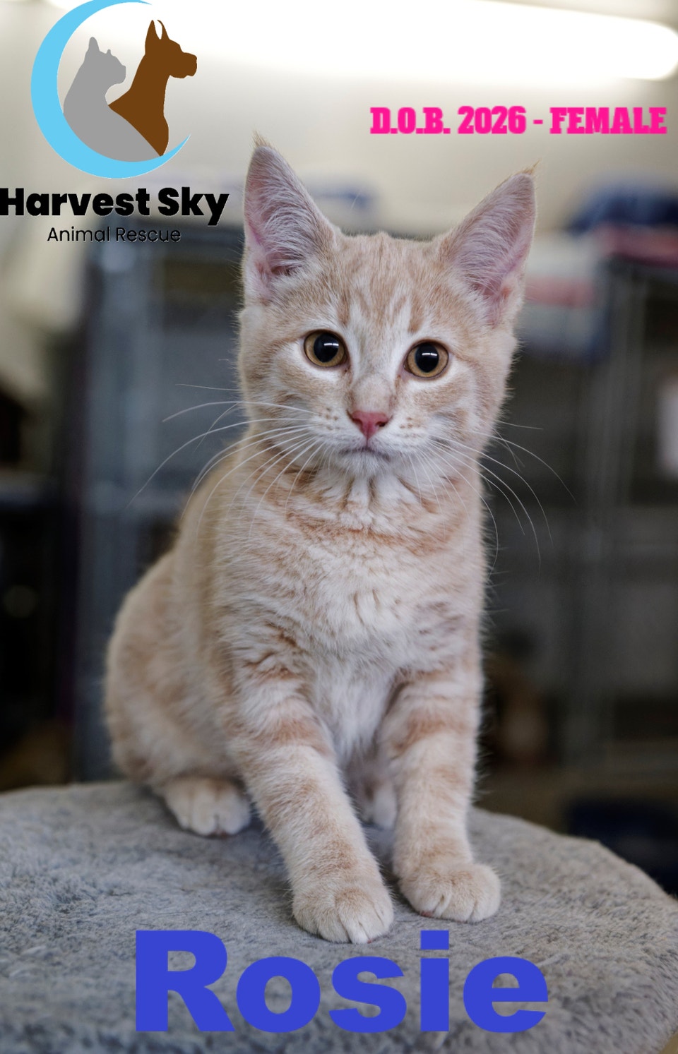 HARVEST SKY ANIMAL RESCUE - 13 KITTENS & 9 CATS AVAILABLE! | Cats ...