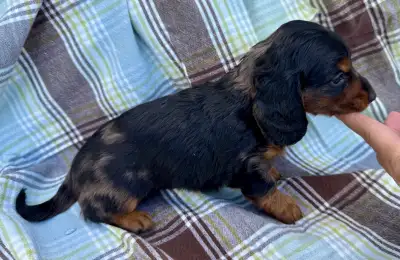 Teckel mini Merle poils long, View more