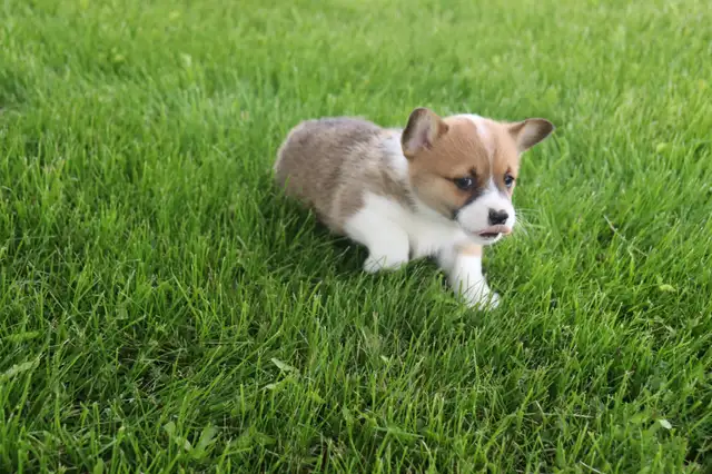 Two CKC Registered Female Pembroke Welsh Corgi Pups Available in Dogs & Puppies for Rehoming in Sarnia - Image 6