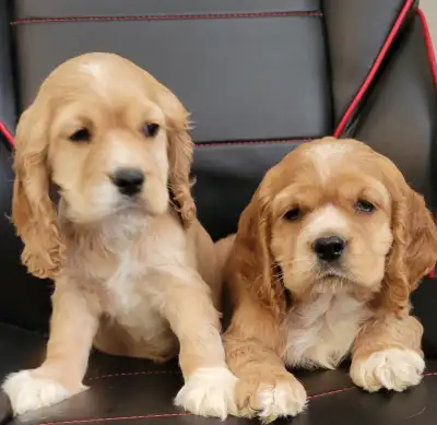 Hello I have two very sweet male Cocker Spaniel puppies available they come with their first shots d...