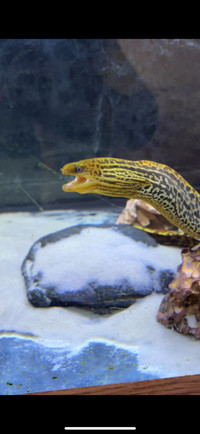 Freshwater tiger moray eel