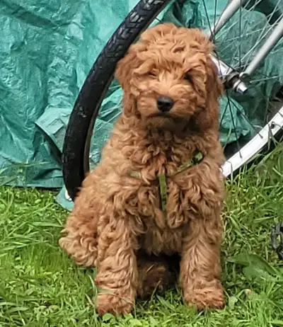 Golden doudoodle Chiot  femelle  et mâle roux, View more