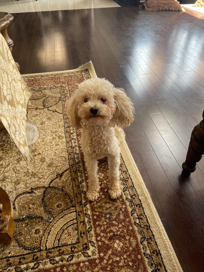 Toy poodle Dogs & Puppies for Rehoming Markham / York Region Kijiji