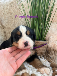 Bernese mountain dog puppies @northpawberners 