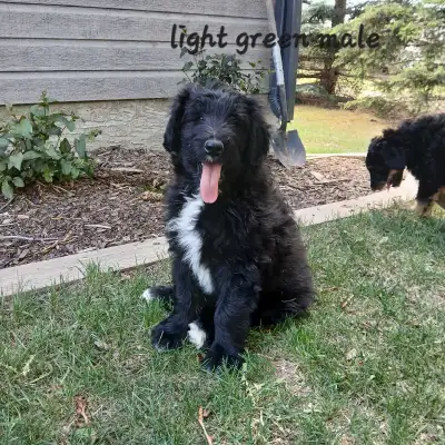 Our female purebred Rough Collie and Male Standard poodle have had another beautiful litter - Cadood...