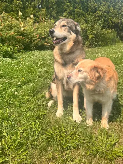 Re-homing our two sweet dogs, View more