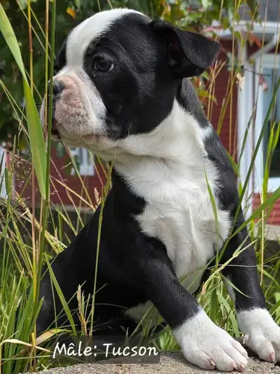 Adorable Frenchton!!! Prêt pour famille pour la vie!, View more