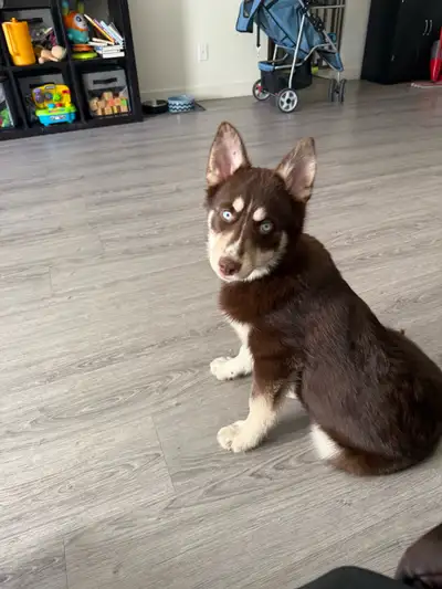 3 month old female Pomsky puppy Up to date on vaccines and deworming Puppy pad trained, trained on l...