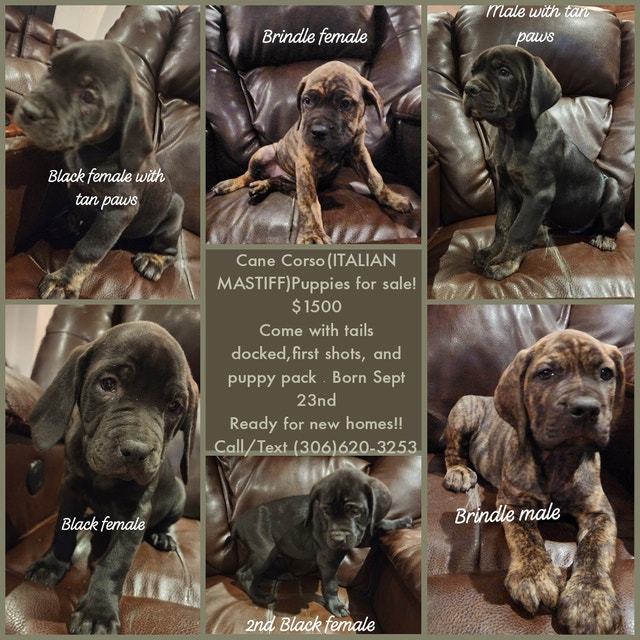 Cane Corso Puppies!!price reduced to 1200 Dogs & Puppies for