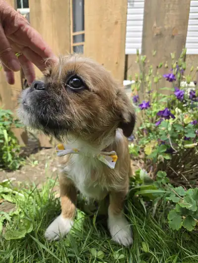 2 adorable boys waiting for forever homes, View more