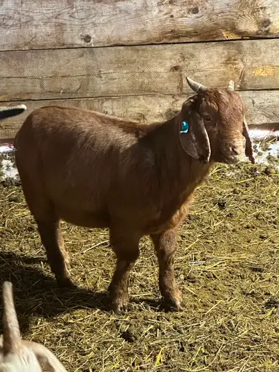 Boar Goat, View more
