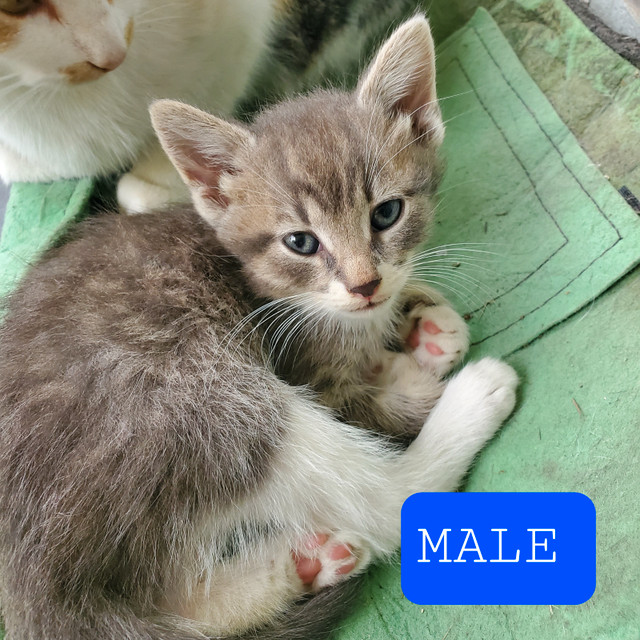 Male Kittens in Cats & Kittens for Rehoming in Winnipeg