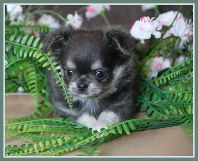Very Fancy- White, Black tri, Blue tri, white  Chihuahua puppie in Dogs & Puppies for Rehoming in City of Toronto - Image 5