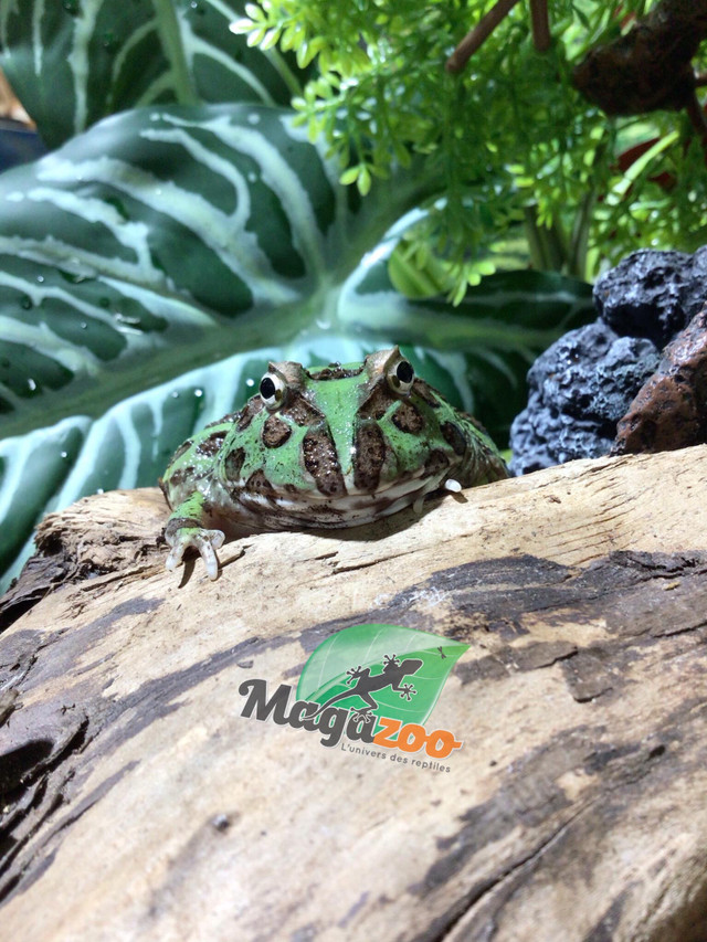 Grenouille Cornue d'Argentine Verte (Pac Man)/Green horned frog dans Reptiles et amphibiens à adopter  à Ville de Montréal